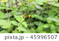 View from above of a pair of nymph milkweed bugs 45996507