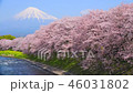 富士山と川辺の桜② 46031802