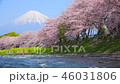 富士山と川辺の桜① 46031806