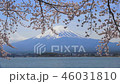 富士河口湖の桜① 46031810