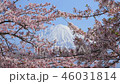 富士山と桜② 46031814
