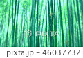  Bamboo grove 46037732