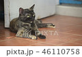 Cat, lovely mammal animal and pet relax at home 46110758