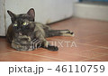 Cat, lovely mammal animal and pet relax at home 46110759