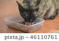 Cat, lovely mammal animal and pet relax at home 46110761