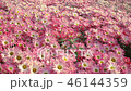 gerbera flower 46144359