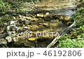 The forest creek flows down 46192806