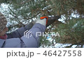 Attractive woman sawing pine branches by saw in her winter snowy garden for Merry Christmas and 46427558