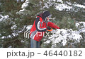 Attractive man sawing pine branches in his winter snowy garden for Merry Christmas and Happy New 46440182