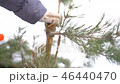 Close up of hand with saw cutting pine branches in winter snowy garden for Merry Christmas and Happy 46440470