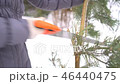 Close up of hands cutting pine tree branches by saw in winter snowy garden for Merry Christmas and 46440475