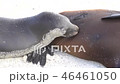 Galapagos sea lion sea lion feeding 46461050