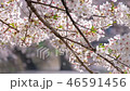 Cherry blossom Slide right 46591456