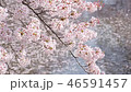 River and cherry blossoms 46591457