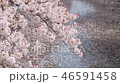 River and cherry blossoms 46591458