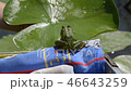Marsh frog jumps from a boat on a green leaf of wa 46643259