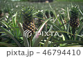 pineapple_Juice_Vol_1_028 46794410