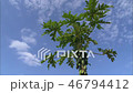 papaya_Juice_Vol_1_030 46794412