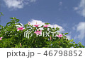 hibiscus_juice_vol_1_032 46798852
