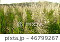 satoukibi_flower_Juice_Vol_1_047 46799267