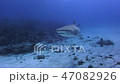 海を泳ぐイタチザメ 海を泳ぐイタチザメ 47082926