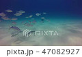 海を泳ぐハンマーヘッド・シャーク 海を泳ぐハンマーヘッド・シャーク 47082927