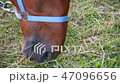 A horse grazing near the lake 47096656