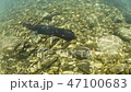 オオサンショウウオ オオサンショウウオ 47100683