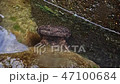 オオサンショウウオ オオサンショウウオ 47100684