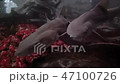 サメの群れ サメの群れ 47100726
