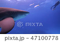 バハマにてサメ バハマにてサメ 47100778