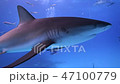 バハマにてサメ バハマにてサメ 47100779