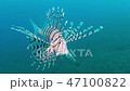 ミノカサゴ ミノカサゴ 47100822