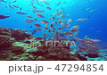 ノコギリダイ｜Striped large-eye bream 47294854