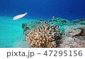 キスジキュウセン｜Hartzfeld's wrasse 47295156