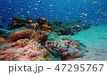ミノカサゴ｜ Lionfish 47295767