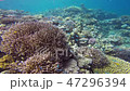 デバスズメダイ｜Blue-green chromis 47296394