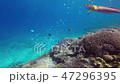 デバスズメダイ｜Blue-green chromis 47296395