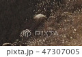 阿蘇の風景 すすき 47307005