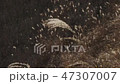 阿蘇の風景 すすき 47307007