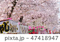 Cherry blossoms in full bloom, stalls and cherry blossoms Guests Iwakura Sakura Festival Tilt up 47418947