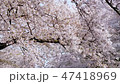 Sakura Fix 47418969