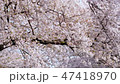 Sakura sliding to the right 47418970