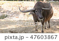 Asian water buffalo eating straw, thailand 47603867