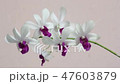 watering orchid flower 47603879