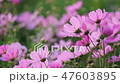 cosmos flower 47603895