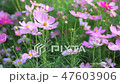 cosmos flower 47603906