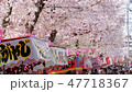 Cherry blossoms in full bloom and stalls and cherry blossoms Guests Iwakura Sakura Festival Fix 47718367