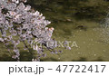 觀賞櫻花,盛開,散射的櫻花和河鯉魚(黑川/愛知縣) 觀賞櫻花,盛開,散射的櫻花和河鯉魚(黑川/愛知縣) 47722417