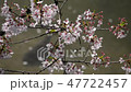 錦鯉櫻花盛開,散射下的櫻花和冰柱(黑川/愛知縣) 錦鯉櫻花盛開,散射下的櫻花和冰柱(黑川/愛知縣) 47722457